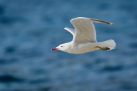 Racek Audouinuv - Ichthyaetus audouinii - Audouin's Gull 1419